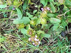 Prunella vulgaris