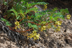 Astragalus douglasii parishii