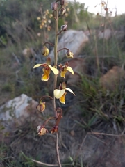 Eulophia tuberculata