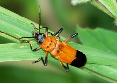 Chauliognathus profundus