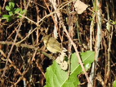 Phylloscopus collybita