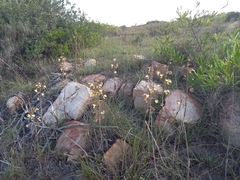 Eulophia tuberculata