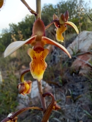 Eulophia tuberculata