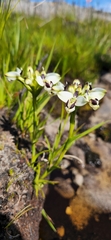 Disa bivalvata