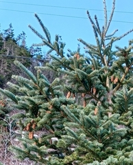 Picea