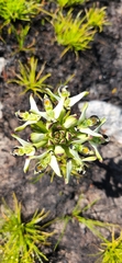 Disa bivalvata