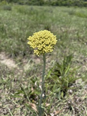 Helichrysum miconiifolium