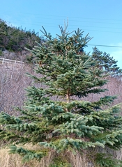 Picea