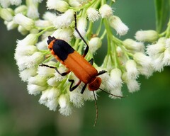 Chauliognathus profundus