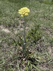 Helichrysum miconiifolium