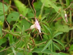Ipomoea heptaphylla
