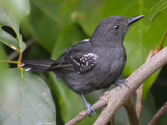 Cercomacra cinerascens