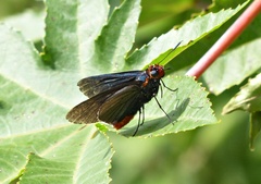 Pyrrhopygopsis socrates