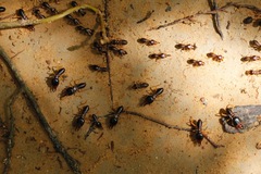 Macrotermes carbonarius