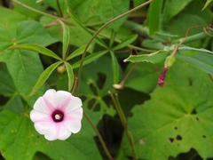 Ipomoea heptaphylla