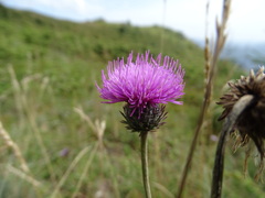 Carduus defloratus