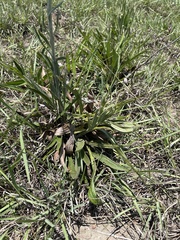 Helichrysum miconiifolium