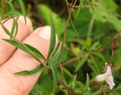 Ipomoea heptaphylla