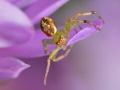 Diaea ambara