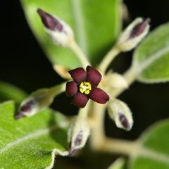 Pittosporum ralphii