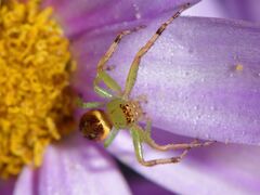 Diaea ambara