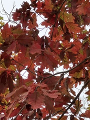 Quercus