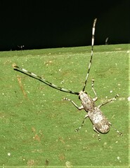 Anthribinae