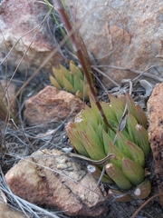 Haworthia cooperi