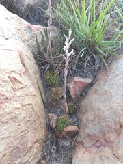 Haworthia cooperi