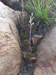 Haworthia cooperi