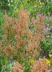 Rumex thyrsiflorus