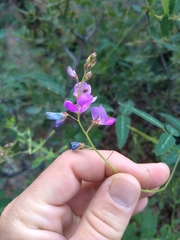 Desmodium batocaulon