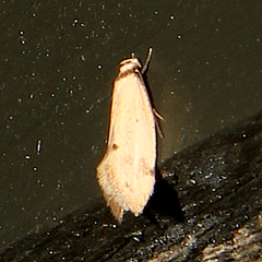 Atalopsis
