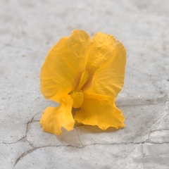 Tipuana tipu