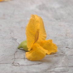 Tipuana tipu