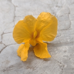Tipuana tipu