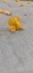 Tipuana tipu