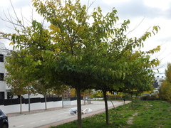 Morus nigra
