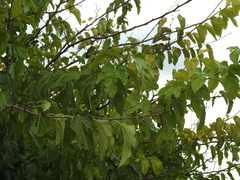 Morus nigra