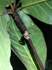 Parawixia