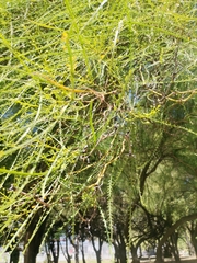 Fabaceae