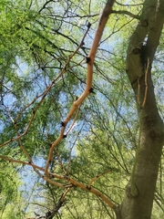 Fabaceae