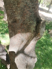 Fabaceae