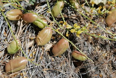 Astragalus douglasii parishii