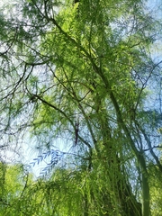 Fabaceae