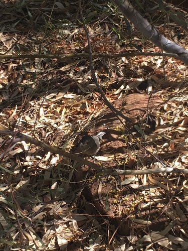 Pachycephalidae