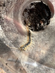 Scolopendra viridis