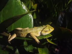 Calotes versicolor