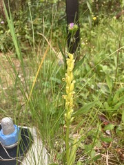 Platanthera