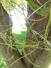Fabaceae